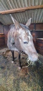 Equine therapy