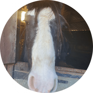 Guiness_Horses4Life