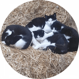 Kittens horses 4 life