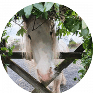 Lucy_Horses4Life