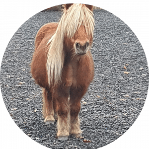 Rocky_Horses 4 Life