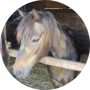 Storm horses 4 life